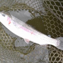 大安トラウトレイク 釣果